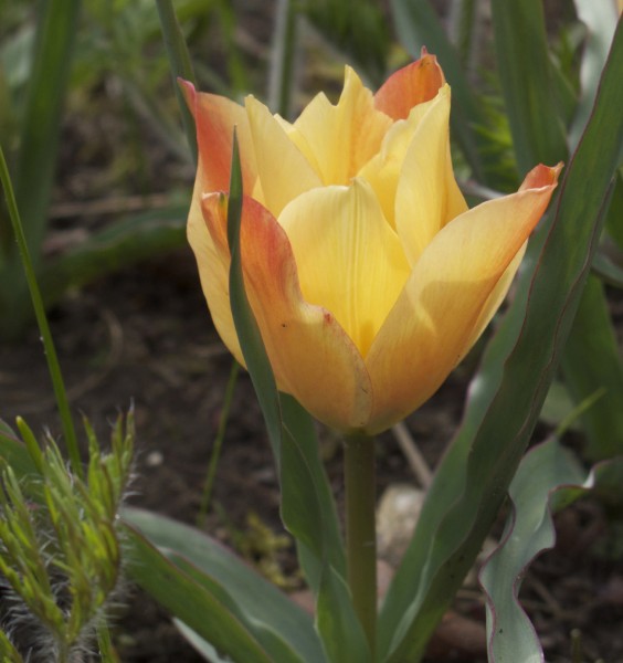 Tulpe Apricot Jewel