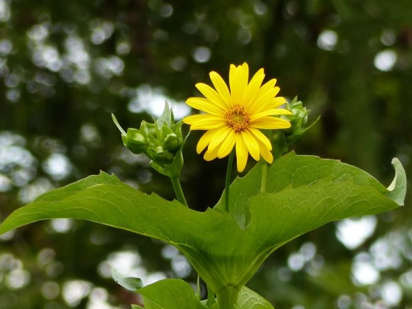 Becherplanze/Silphie - Silphium perfoliatum