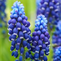 Traubenhyazinthe - Muscari 'Joyce Spirit' Traubenhyazinthe - Muscari 'Joyce Spirit'