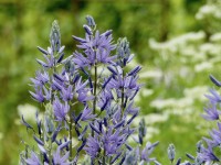 Camassia leichtlinii 'Caerulea'  Camassia leichtlinii 'Caerulea'