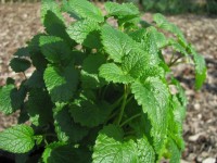 Zitronen-Melisse - Melissa officinalis Zitronen-Melisse - Melissa officinalis
