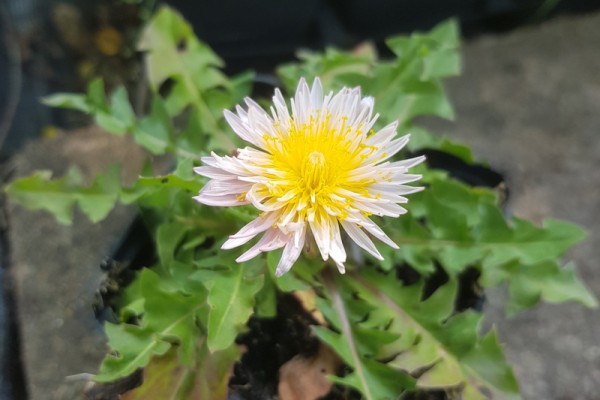 Rosa Löwenzahn - Taraxacum pseudoroseum