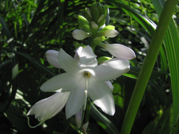 Weißblühende Funkie - Hosta plantaginea 'Royal Standard'