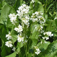 Armoracia rusticana - BIO Armoracia rusticana - BIO