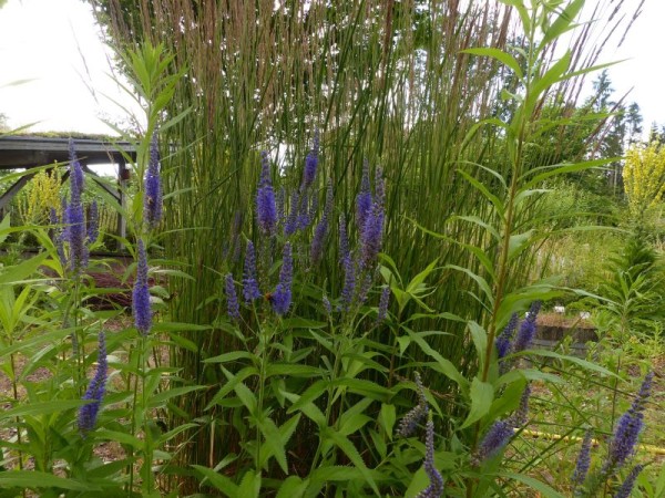 Langblättriger Ehrenpreis - Veronica longifolia