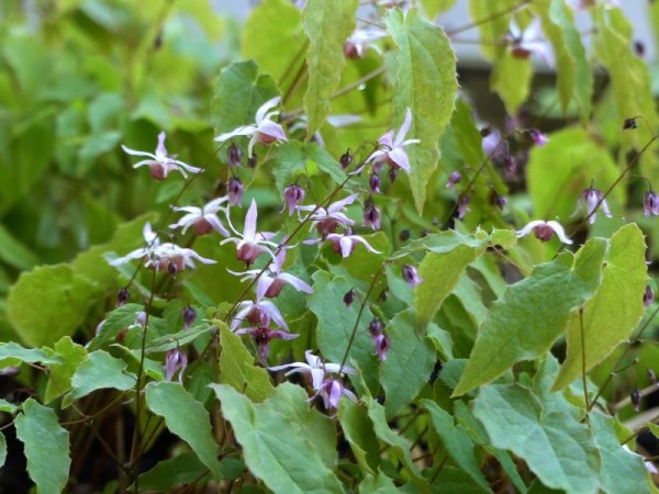 Großblütige Elfenblume - Epimedium grandiflorum ‘Lilafee’