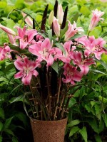 Lilium ’Robina’ - BIO Lilium ’Robina’ - BIO