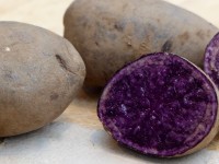 Pflanzkartoffel Blaue Anneliese Pflanzkartoffel Blaue Anneliese