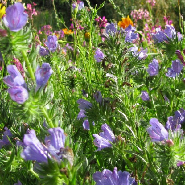 Natternkopf - Echium vulgare