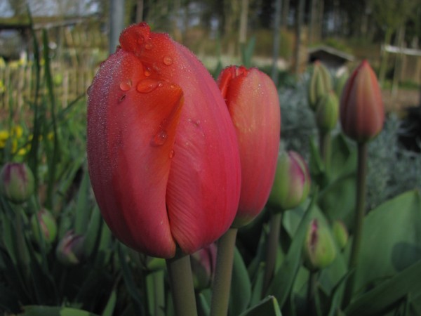 Tulpe Parade