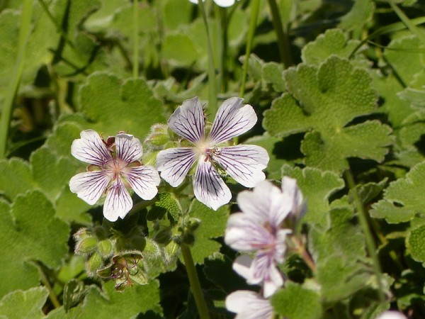 Kaukasus-Storchschnabel - Geranium renardii