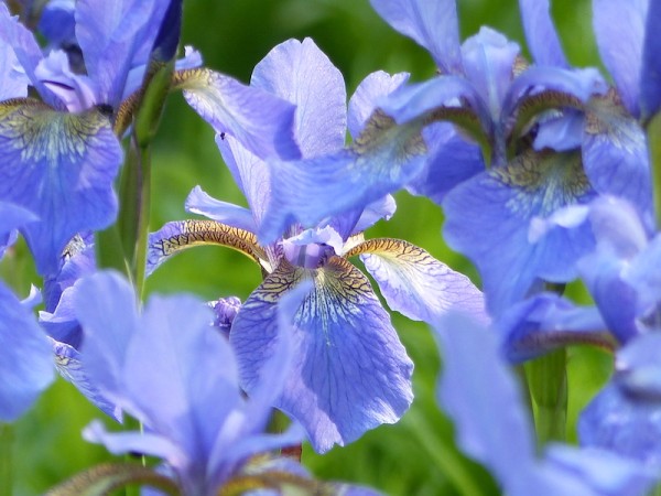 Iris sibirica 'Taubenblau'