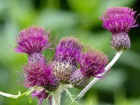 Purpurdistel - Cirsium rivulare 'Atropurpureum' Purpurdistel - Cirsium rivulare 'Atropurpureum'