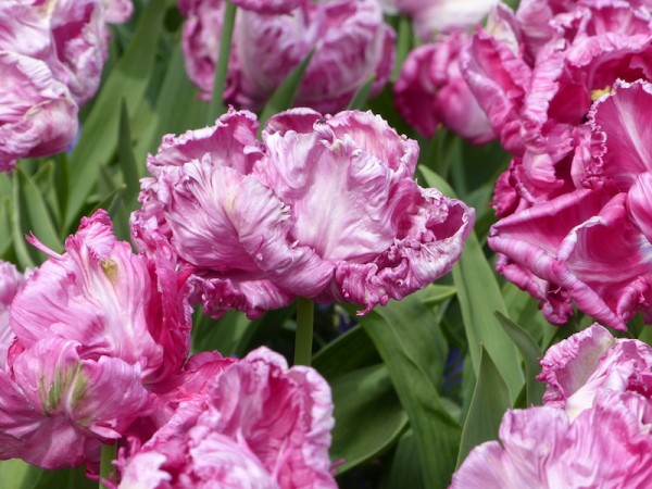 Tulpe Rai