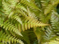 Rotschleierfarn - Dryopteris erythrosora Rotschleierfarn - Dryopteris erythrosora