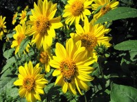 Staudensonnenblume - sie gucken immer zur Sonne Staudensonnenblume - sie gucken immer zur Sonne
