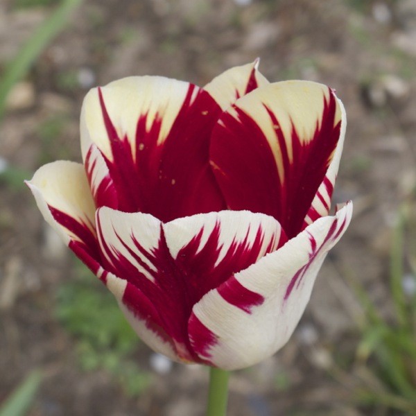 Tulpe Carneval de Nice