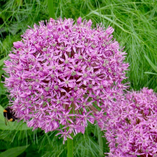 Allium 'Mars'