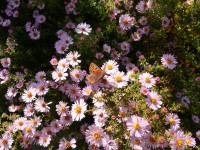 Aster 'Kylie' Aster 'Kylie'