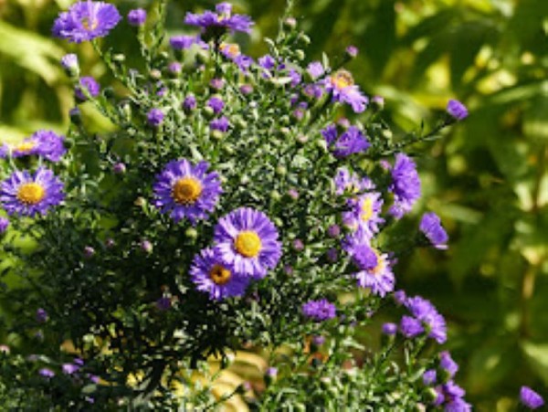 Glattblatt-Aster - Aster novi-belgii ´Dauerblau`