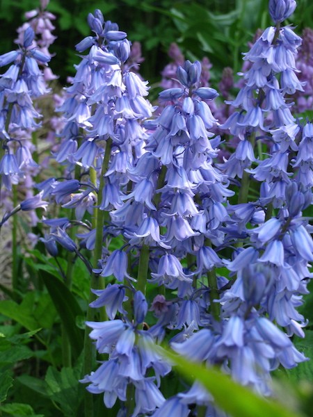 Hyacinthoides non-scripta, Hasenglöckchen