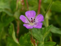 Geranium Sweet Heidi Geranium Sweet Heidi