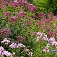 Eupatorium Augustrubin hier mit Phlox Eupatorium Augustrubin hier mit Phlox
