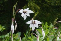Stern-Gladiole - BIO Stern-Gladiole - BIO