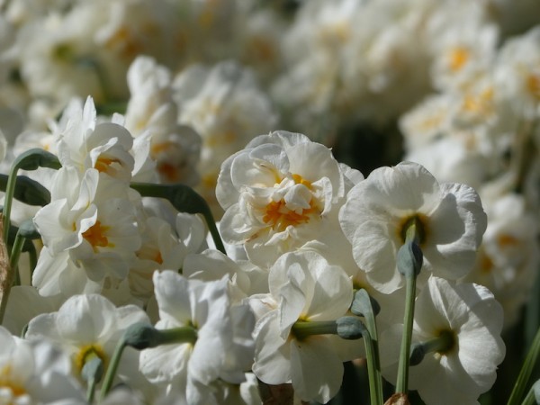 Narcissus 'Bridal Crown' als große Menge gepflanzt - sehr schön!