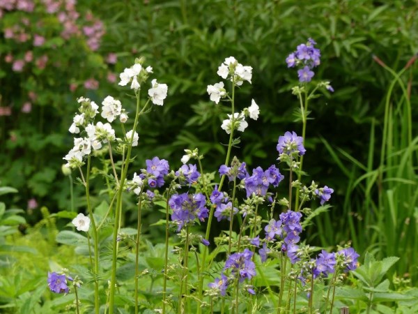 Jakobsleiter - Polemonium caeruleum