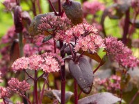 Fetthenne - Sedum 'Karfunkelstein' Fetthenne - Sedum 'Karfunkelstein'