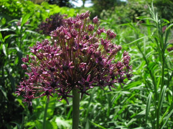 Allium Mercurius