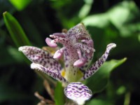 Krötenlilie - Tricyrtis hirta Krötenlilie - Tricyrtis hirta