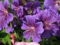Pracht-Storchschnabel - Geranium x magnificum Pracht-Storchschnabel - Geranium x magnificum