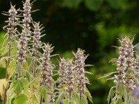 Leonurus cardiaca - die Blüte Leonurus cardiaca - die Blüte