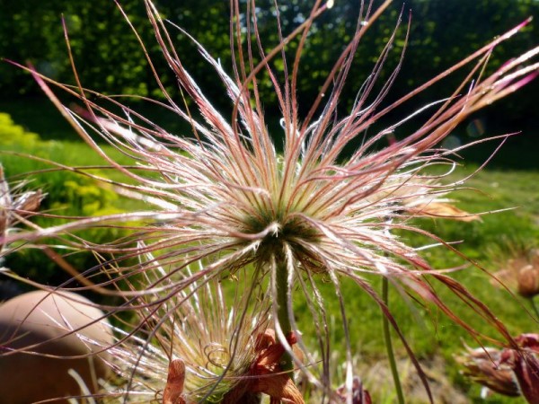 Samenstand der Pulsatilla vulgaris ´Blaue Glocke´