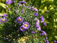 Glattblatt-Aster - Aster novi-belgii ´Dauerblau` Glattblatt-Aster - Aster novi-belgii ´Dauerblau`