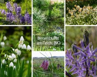 Bienenbuffet am Teich - BIO Bienenbuffet am Teich - BIO