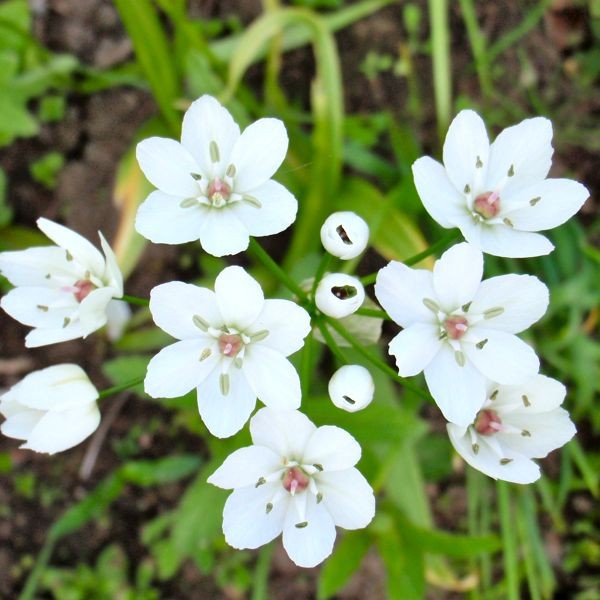 Allium cowanii 20 Stück