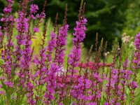 Lythrum salicaria – Blutweiderich Lythrum salicaria – Blutweiderich