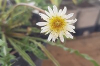 Weißer Löwenzahn - Taraxacum pamiricum Weißer Löwenzahn - Taraxacum pamiricum
