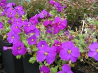 Blaukissen - Aubrieta x cultorum ‘Hamburger Stadtpark’ Blaukissen - Aubrieta x cultorum ‘Hamburger Stadtpark’