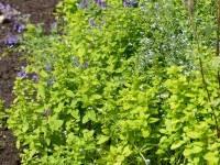 Wilde Majoran, Oregano, Gewöhnlicher Dost - Origanum vulgare Wilde Majoran, Oregano, Gewöhnlicher Dost - Origanum vulgare