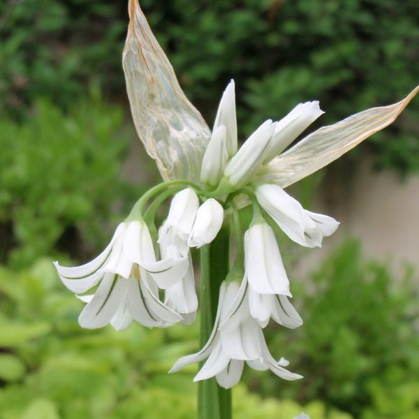 Allium triquetrum