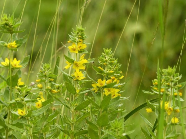 Goldfelberich - Lysimachia punctata