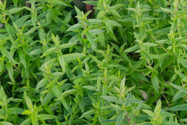 Pycnanthemum pilosum