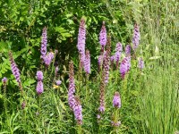 Prachtscharte - Liatris spicata Prachtscharte - Liatris spicata