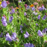 Natternkopf - Echium vulgare Natternkopf - Echium vulgare