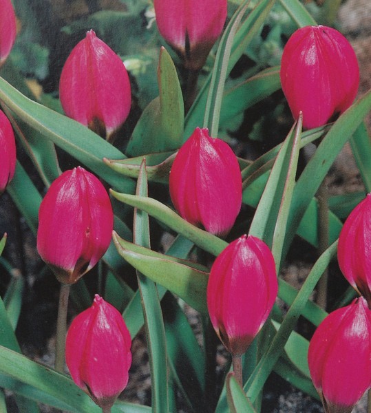 Tulpe Black Base