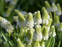 Muscari aucheri 'White Magic' Muscari aucheri 'White Magic'
